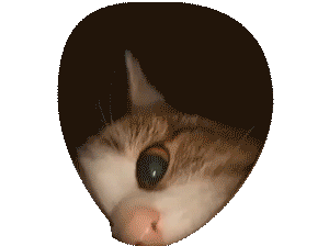 Cat GIF