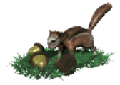 Chipmunk GIF