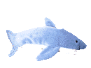 Sharc GIF
