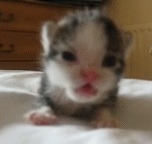Rawr GIF