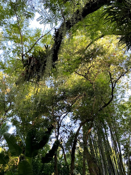 jungle