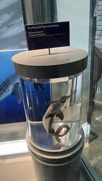 shark